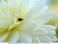 12 Jun Photo Lady Bug on Sandia Showboat